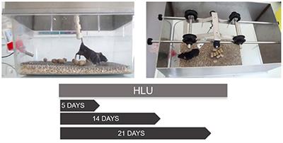 The Skeletal Cellular and Molecular Underpinning of the Murine Hindlimb Unloading Model